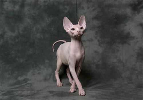 为什么有些人会对猫毛过敏？