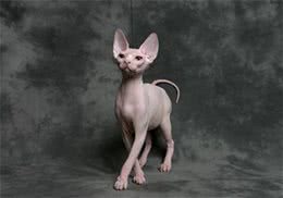 为什么有些人会对猫毛过敏？