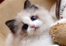 饲养布偶猫要准备些什么