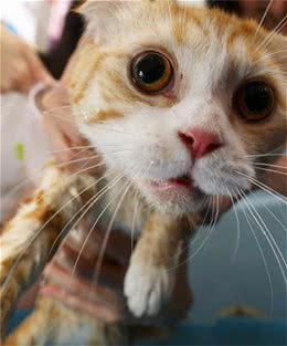 猫咪洗澡的时候要注意水温