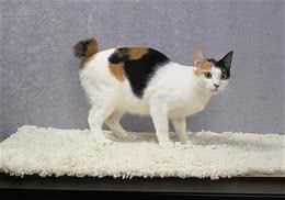 日本短尾猫的喂食要求