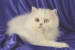 怎样科学喂养波斯猫
