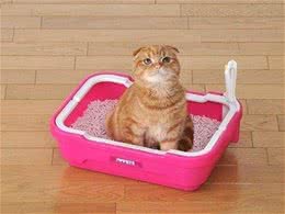 猫厕所该用什么清理