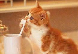 预防猫咪牙齿疾病有哪些措施