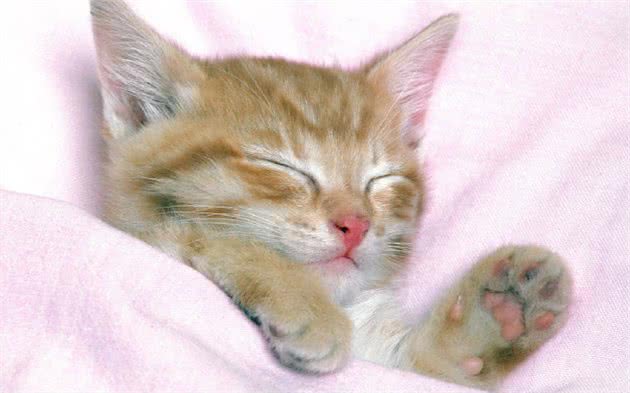 猫生大事，猫咪踩奶的秘密