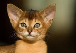 阿比西尼亚猫的形态特征如何