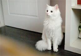 长毛猫的梳理技巧
