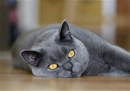 猫咪为什么能跟着音乐摇头晃脑