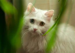 波斯猫的性格是什么样的