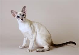 猫咪为什么会刨食盆里猫粮