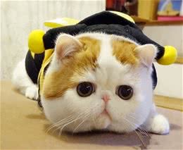 如何让猫咪接受新生儿之孕期准备篇