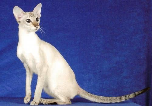 波米拉猫的喂食要点