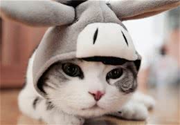 激光笔逗猫的几个注意事项