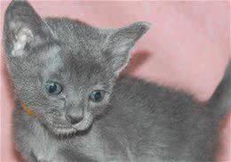 科拉特猫的品种简介
