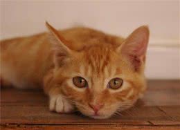 如何与心爱的猫咪亲吻