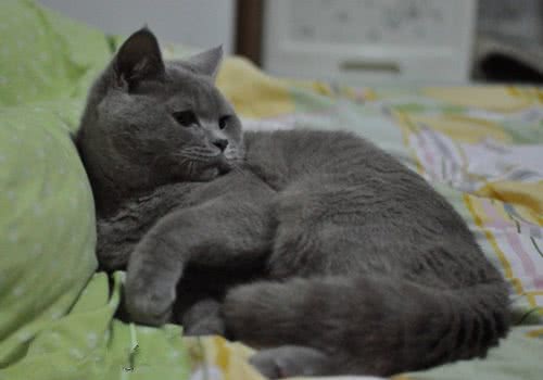 为何猫咪老爱咬纺织品
