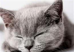 养猫误区之慎用消毒液