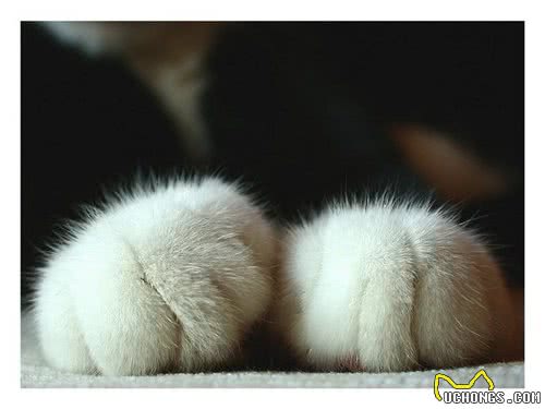 减肥猫粮真的靠谱吗？