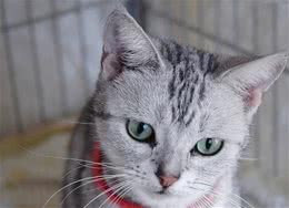 猫咪七岁以后要吃专属的猫粮