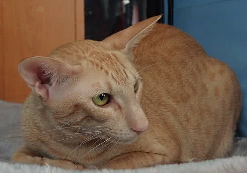 东方猫的养护知识