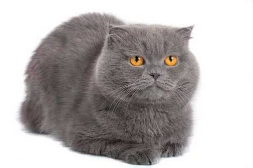 猫咪为何用舌头舔水喝