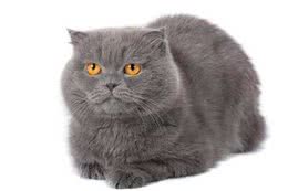 猫咪为何用舌头舔水喝