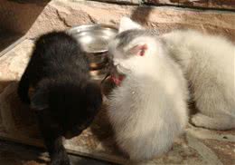 小猫为什么会腹胀？