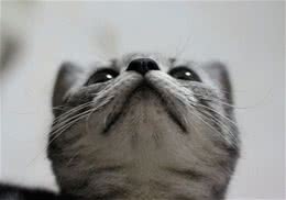 让猫咪到你的眼前来还是你走到猫咪眼前去