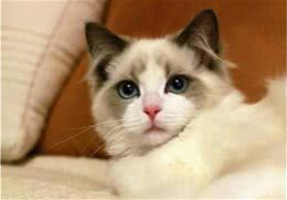 训练布偶猫容易吗