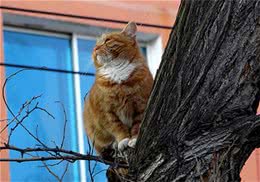 巧妙训练你的猫咪