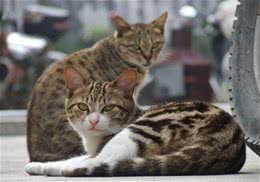饲养猫咪选择公猫还是母猫好