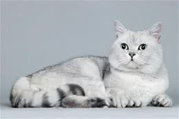 给宠物猫修毛有什么好处