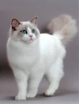 如何制止布偶猫的异常捕食行为