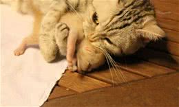 母猫为何会吃自己刚生的小猫