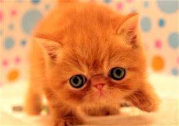 教你搞定猫咪坏脾气