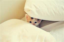 给猫咪洗澡太勤有伤害