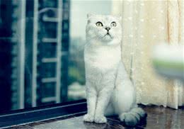 给折耳猫剪指甲需要额外注意的两个问题
