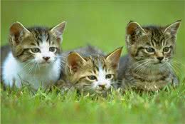 如何同时饲养几只猫