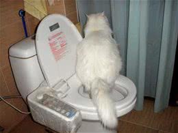 怎么诱导猫咪排便