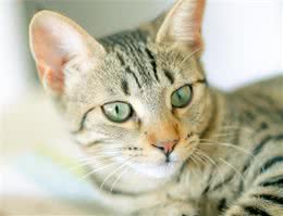 埃及猫的生活习性