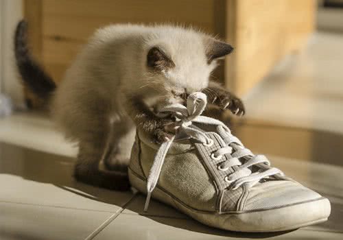 电磁辐射对猫咪健康有害