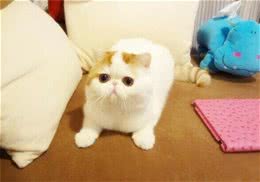 为什么抚摸猫咪时猫咪会忽然翻脸