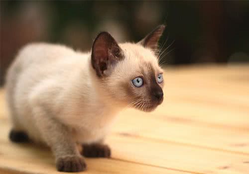 如何训练猫咪使用猫砂盆