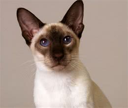 介绍四种比较耐热的猫咪