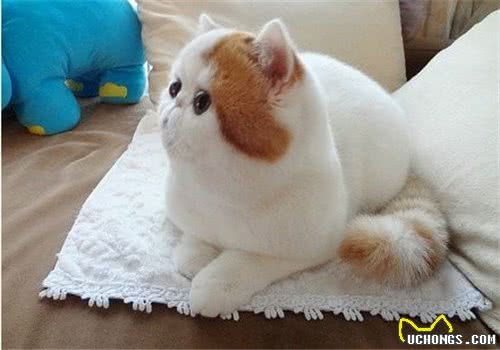 布偶猫和加菲猫哪个性格更好？
