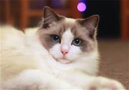 布偶猫和加菲猫哪个性格更好？