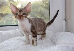 猫之精灵—德文卷毛猫