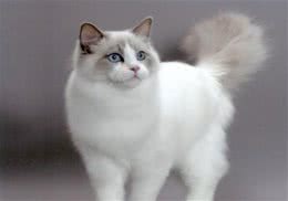 布偶猫为什么不能养，不适宜养布偶猫的四大理由