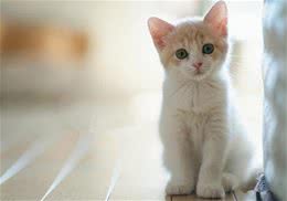猫咪适应新家的几点注意事项