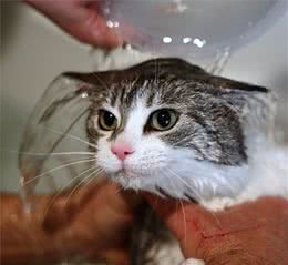 四步轻松给萌猫洗澡